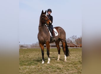 Caballo de salto Oldenburgo, Yegua, 9 años, 172 cm, Castaño oscuro