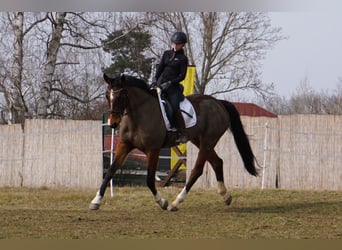 Caballo de salto Oldenburgo, Yegua, 9 años, 172 cm, Castaño oscuro