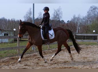 Caballo de salto Oldenburgo, Yegua, 9 años, 172 cm, Castaño oscuro