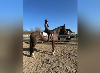 Caballo de salto Oldenburgo, Yegua, 9 años, 172 cm, Castaño oscuro