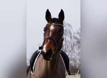 Caballo de salto Oldenburgo, Yegua, 9 años, 172 cm, Castaño oscuro