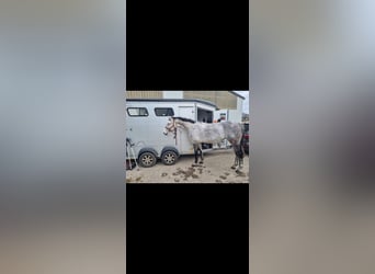 Caballo de salto Oldenburgo, Yegua, 9 años, 172 cm, Tordo rodado