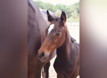 Caballo de salto Oldenburgo, Yegua, Potro (06/2025), 129 cm, Castaño oscuro