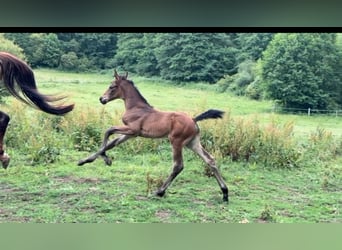 Caballo de salto Oldenburgo, Yegua, Potro (03/2026), 170 cm, Castaño oscuro