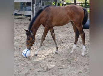 Caballo de salto Oldenburgo, Yegua, Potro (06/2026), 172 cm, Castaño oscuro