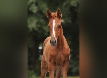 Caballo de salto Oldenburgo, Yegua, Potro (05/2024), Alazán