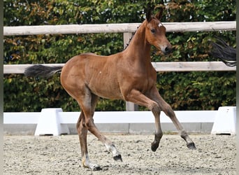 Caballo de salto Oldenburgo, Yegua, Potro (06/2026)