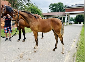 Caballo de salto Oldenburgo, Yegua, Potro (03/2024), Castaño