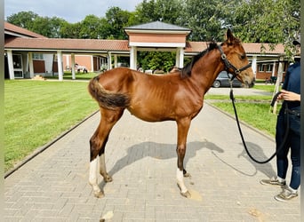 Caballo de salto Oldenburgo, Yegua, Potro (04/2024), Castaño