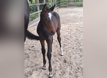 Caballo de salto Oldenburgo, Yegua, Potro (06/2025), Castaño oscuro