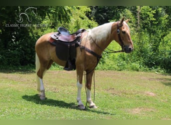 Caballo de silla manchada, Caballo castrado, 10 años, 142 cm, Palomino