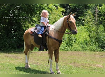 Caballo de silla manchada, Caballo castrado, 10 años, 142 cm, Palomino