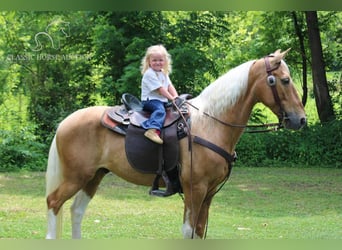 Caballo de silla manchada, Caballo castrado, 10 años, 142 cm, Palomino