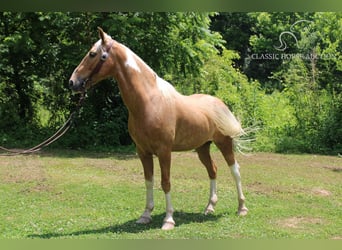 Caballo de silla manchada, Caballo castrado, 10 años, 142 cm, Palomino