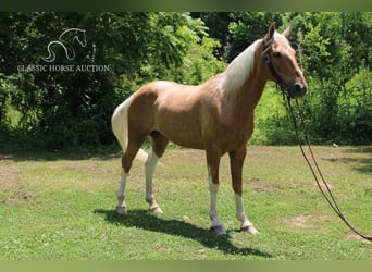 Caballo de silla manchada, Caballo castrado, 10 años, 142 cm, Palomino