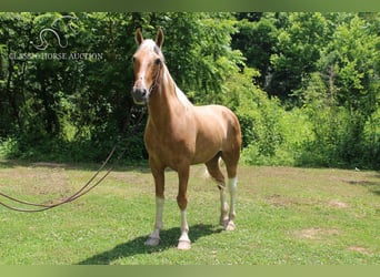 Caballo de silla manchada, Caballo castrado, 10 años, 142 cm, Palomino