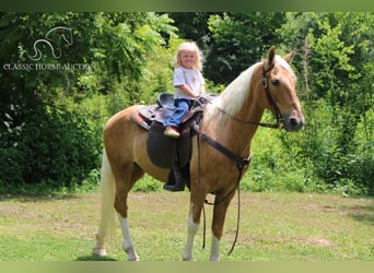 Caballo de silla manchada, Caballo castrado, 10 años, 142 cm, Palomino