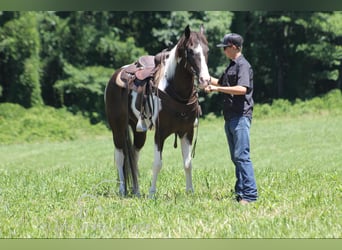 Caballo de silla manchada, Caballo castrado, 10 años, 152 cm, Tobiano-todas las-capas