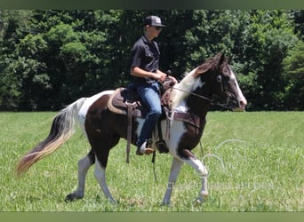 Caballo de silla manchada, Caballo castrado, 10 años, 152 cm, Tobiano-todas las-capas