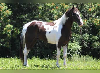 Caballo de silla manchada, Caballo castrado, 10 años, 152 cm, Tobiano-todas las-capas