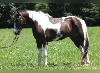 Caballo de silla manchada, Caballo castrado, 10 años, 152 cm, Tobiano-todas las-capas