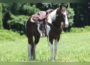 Caballo de silla manchada, Caballo castrado, 10 años, 152 cm, Tobiano-todas las-capas