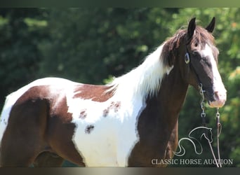 Caballo de silla manchada, Caballo castrado, 10 años, 152 cm, Tobiano-todas las-capas