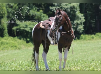 Caballo de silla manchada, Caballo castrado, 10 años, 152 cm, Tobiano-todas las-capas