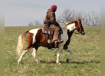 Caballo de silla manchada, Caballo castrado, 10 años, 157 cm, Tobiano-todas las-capas