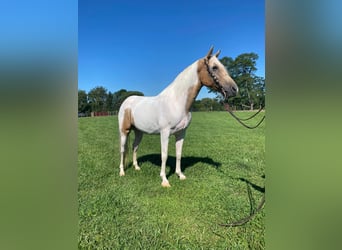 Caballo de silla manchada, Caballo castrado, 11 años, 142 cm, Tobiano-todas las-capas