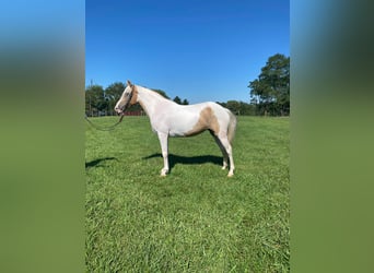 Caballo de silla manchada, Caballo castrado, 11 años, 142 cm, Tobiano-todas las-capas