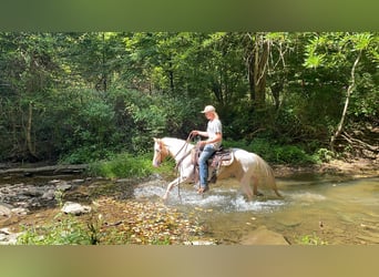 Caballo de silla manchada, Caballo castrado, 11 años, 142 cm, Tobiano-todas las-capas