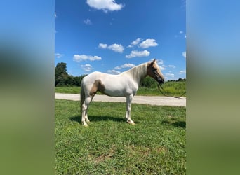 Caballo de silla manchada, Caballo castrado, 11 años, 142 cm, Tobiano-todas las-capas