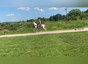 Caballo de silla manchada, Caballo castrado, 11 años, 142 cm, Tobiano-todas las-capas