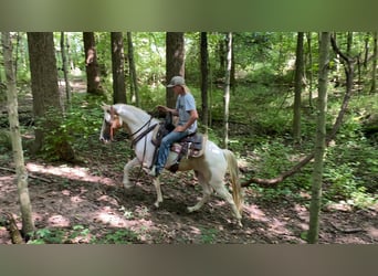 Caballo de silla manchada, Caballo castrado, 11 años, 142 cm, Tobiano-todas las-capas