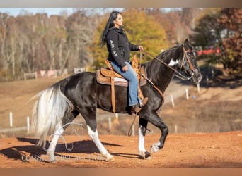 Caballo de silla manchada, Caballo castrado, 11 años, 152 cm, Negro