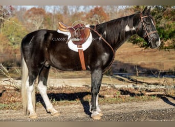 Caballo de silla manchada, Caballo castrado, 11 años, 152 cm, Negro