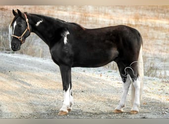 Caballo de silla manchada, Caballo castrado, 11 años, 152 cm, Negro