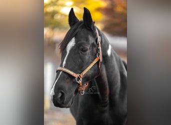 Caballo de silla manchada, Caballo castrado, 11 años, 152 cm, Negro