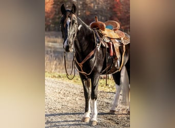 Caballo de silla manchada, Caballo castrado, 11 años, 152 cm, Negro