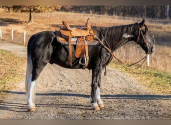 Caballo de silla manchada, Caballo castrado, 11 años, 152 cm, Negro