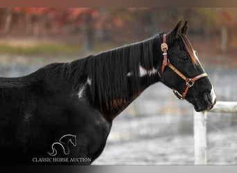 Caballo de silla manchada, Caballo castrado, 11 años, 152 cm, Negro