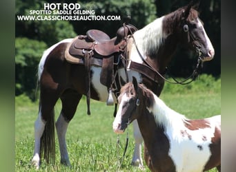 Caballo de silla manchada, Caballo castrado, 11 años, 152 cm, Tobiano-todas las-capas