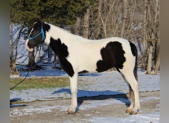 Caballo de silla manchada, Caballo castrado, 11 años, 152 cm, Tobiano-todas las-capas