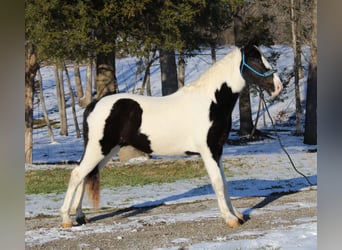 Caballo de silla manchada, Caballo castrado, 11 años, 152 cm, Tobiano-todas las-capas