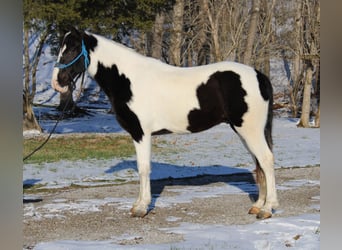 Caballo de silla manchada, Caballo castrado, 11 años, 152 cm, Tobiano-todas las-capas