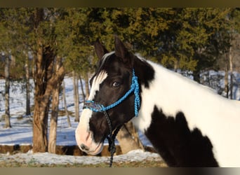 Caballo de silla manchada, Caballo castrado, 11 años, 152 cm, Tobiano-todas las-capas