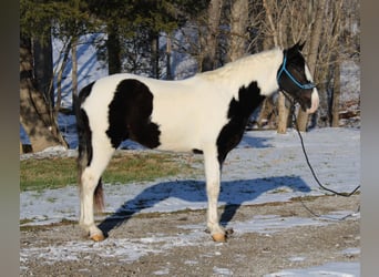 Caballo de silla manchada, Caballo castrado, 11 años, 152 cm, Tobiano-todas las-capas