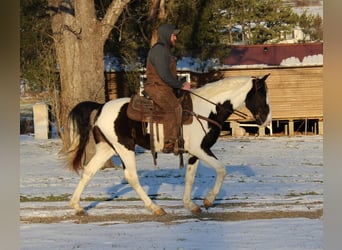 Caballo de silla manchada, Caballo castrado, 11 años, 152 cm, Tobiano-todas las-capas