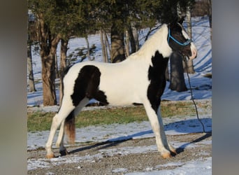 Caballo de silla manchada, Caballo castrado, 11 años, 152 cm, Tobiano-todas las-capas